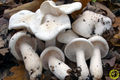 Hygrophorus cossus